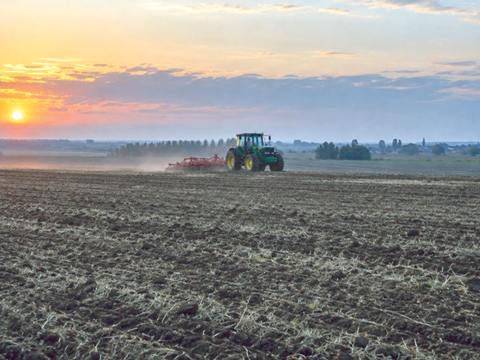 Sunflower Becomes the Only Profitable Crop