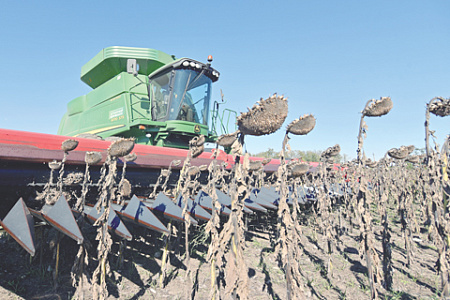 Sunflower Becomes the Only Profitable Crop